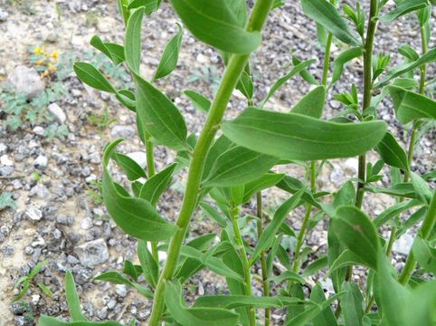 Sivun Solidago velutina DC. kuva