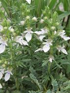 Teucrium laciniatum Torr.的圖片