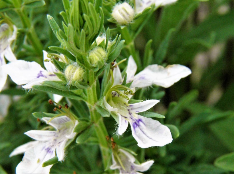 Teucrium laciniatum Torr.的圖片