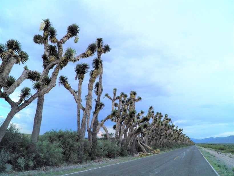 Image of Palma China yucca