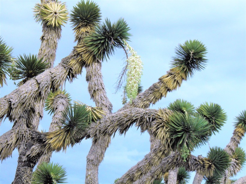 Image of Palma China yucca