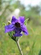 Image of Corzo's wild petunia