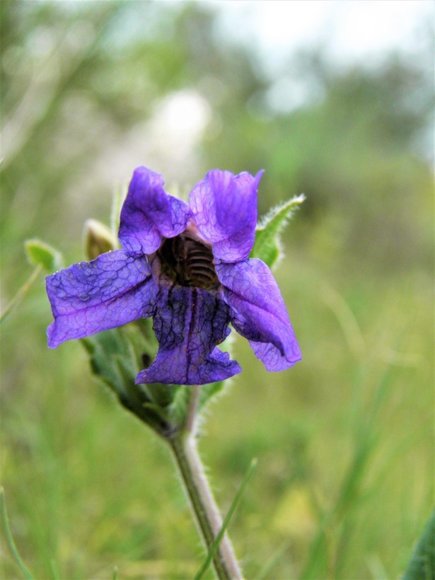 Image of Corzo's wild petunia