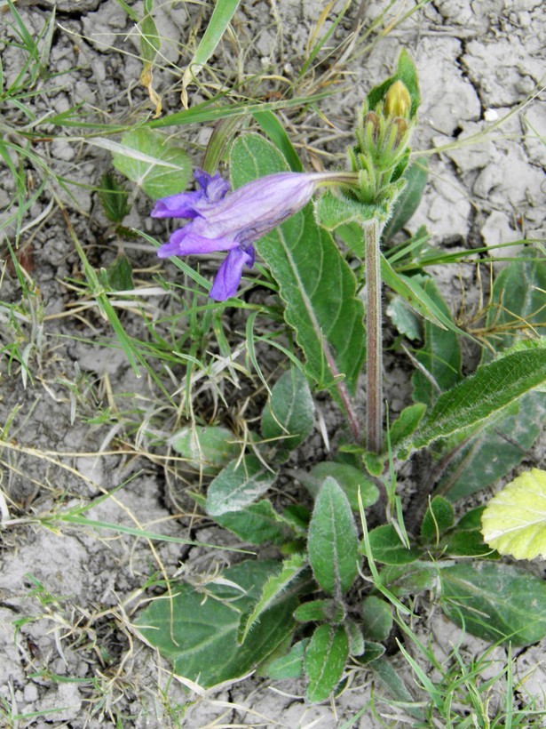 Image of Corzo's wild petunia