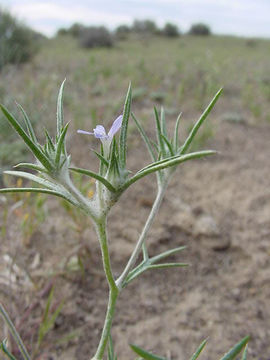 Image of Wilcox's woollystar