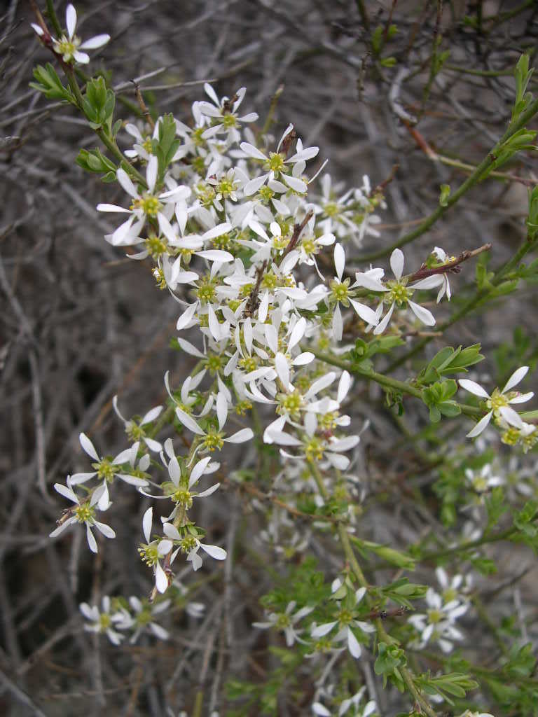 Image of spiny greasebush