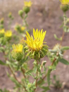 Image of Curly-cup gumweed