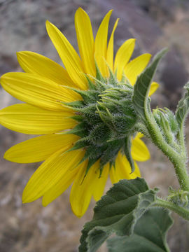 Image de tournesol