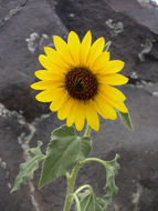 Image de tournesol