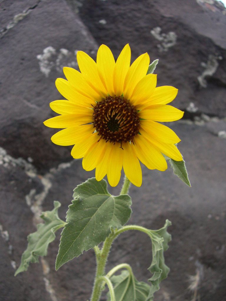 Image de tournesol