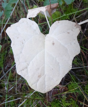 Image of American trailplant