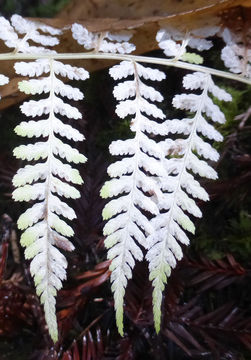 Image of common ladyfern