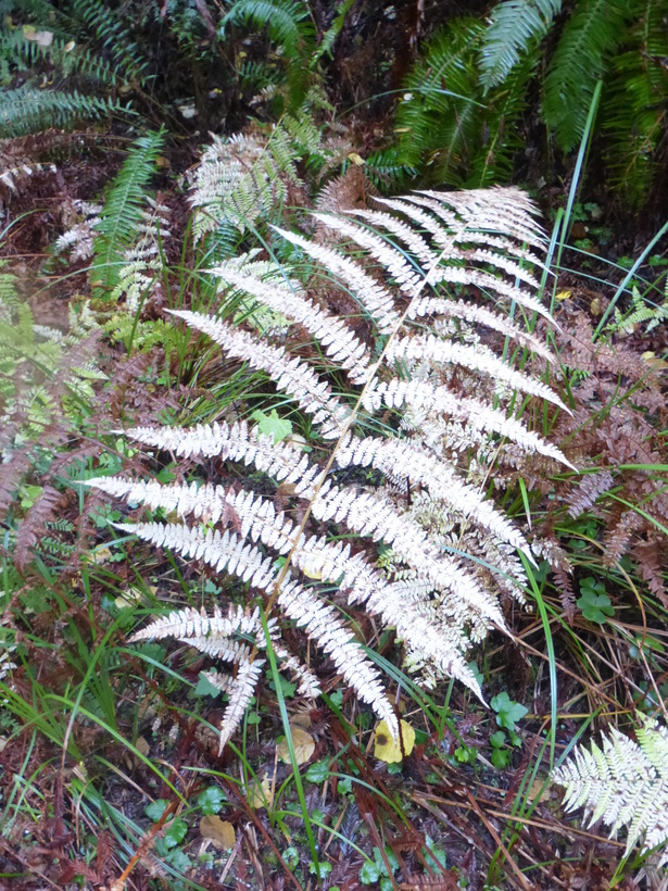 Image of common ladyfern