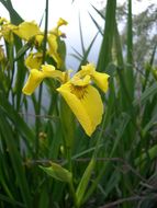 Image of yellow flag, yellow iris