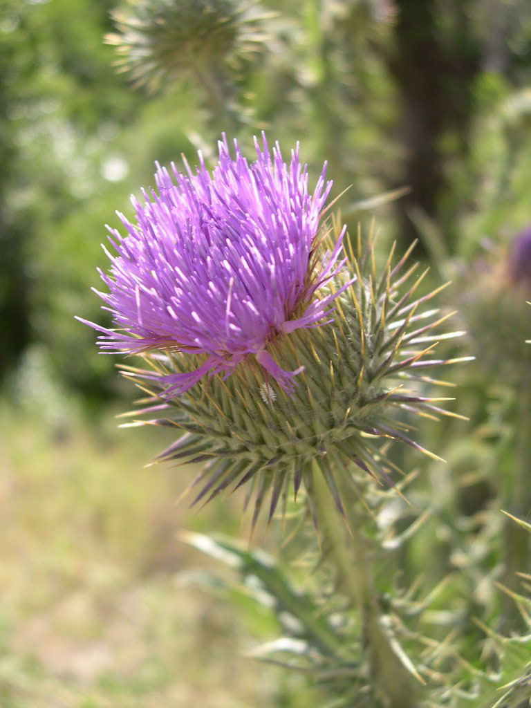 Image of Cotton Thistle