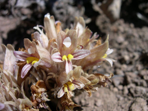 Image of <i>Orobanche corymbosa</i>