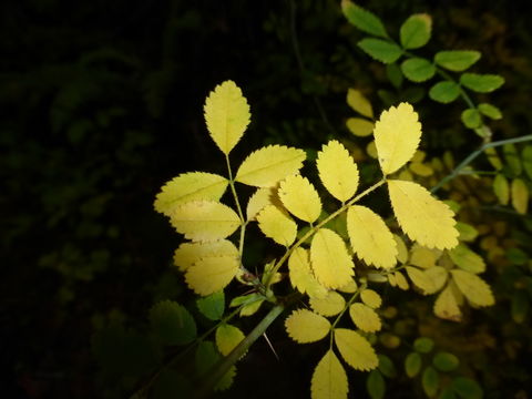 Image of dwarf rose