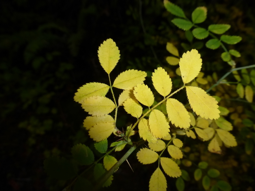 Image of dwarf rose