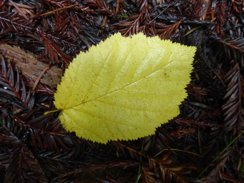 Imagem de Corylus cornuta subsp. californica (A. DC.) A. E. Murray