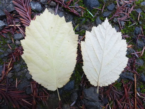 Слика од Corylus cornuta subsp. californica (A. DC.) A. E. Murray