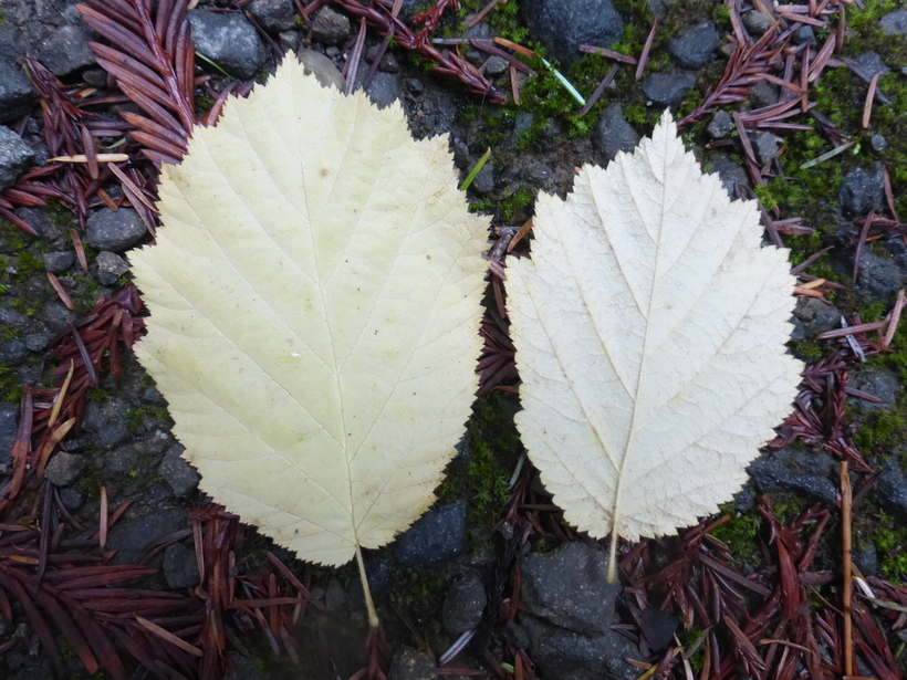 Imagem de Corylus cornuta subsp. californica (A. DC.) A. E. Murray