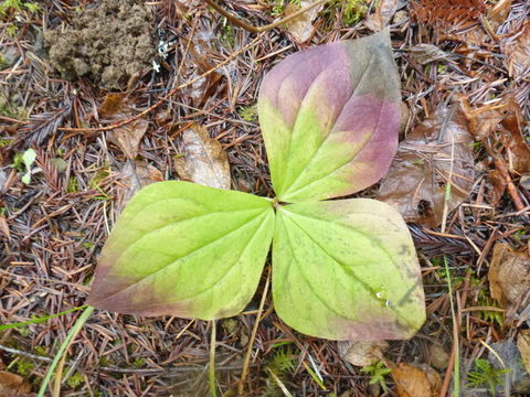 Imagem de Trillium ovatum Pursh