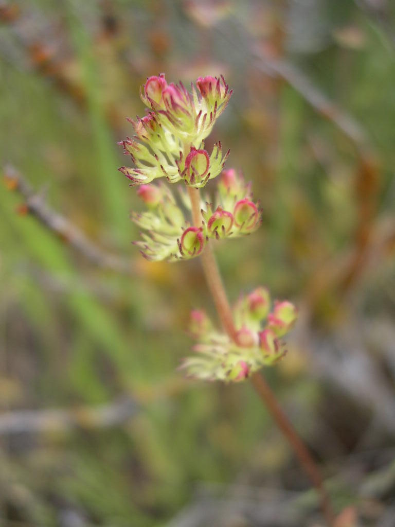 Image of <i>Plectritis macrocera</i>