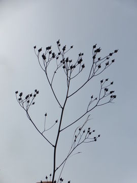 Image of smooth hawksbeard