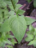 Image of bittersweet, woody nightshade