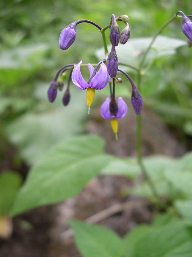 Image of bittersweet, woody nightshade