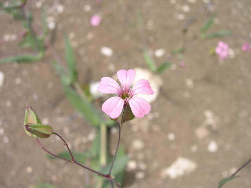 Image of cow soapwort