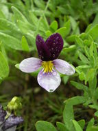 Image of Beckwith's violet