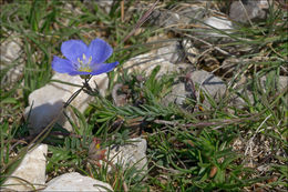 Image of <i>Linum tommasinii</i>