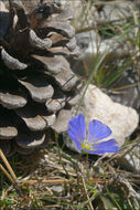 Image of <i>Linum tommasinii</i>