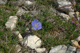 Image of <i>Linum tommasinii</i>