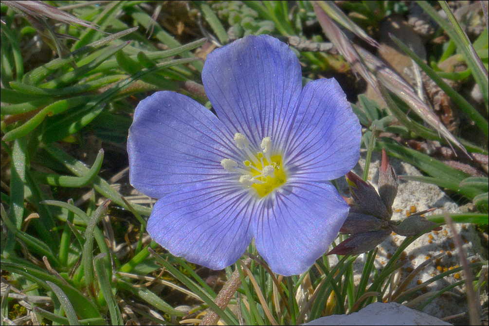 Image of <i>Linum tommasinii</i>