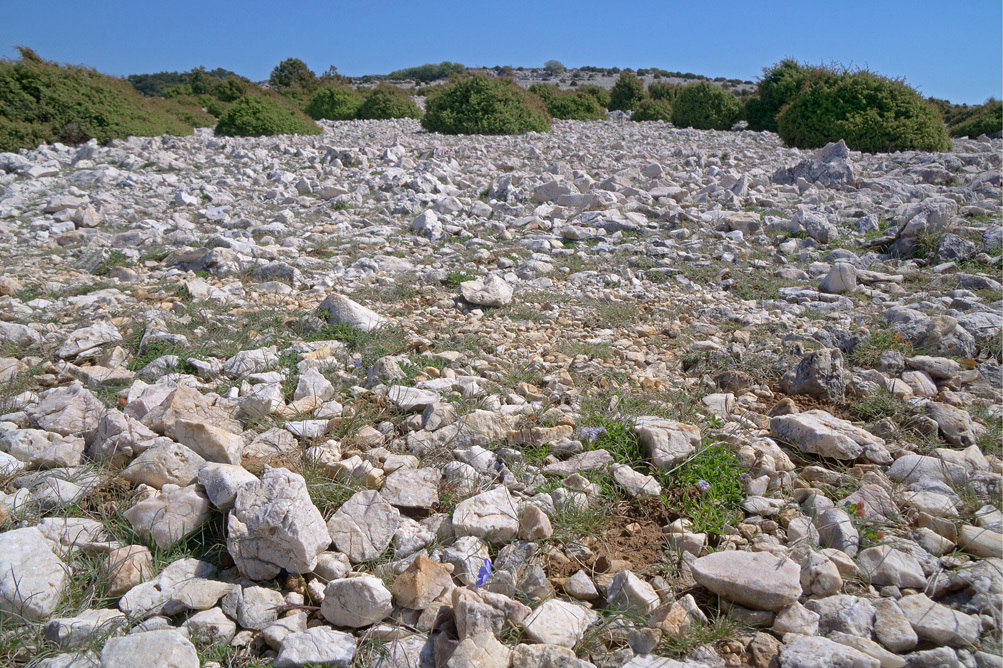 Image of <i>Linum tommasinii</i>