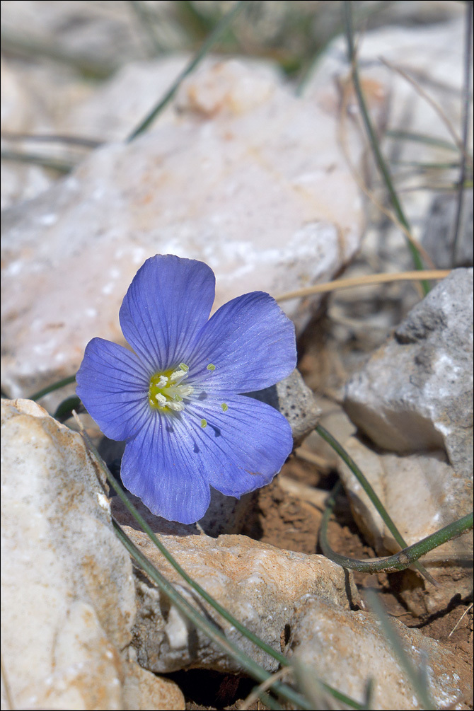 Image of <i>Linum tommasinii</i>