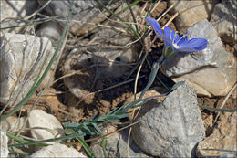 Image of <i>Linum tommasinii</i>