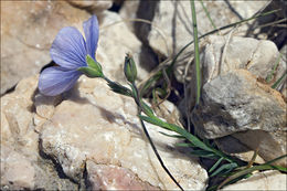 Image of <i>Linum tommasinii</i>