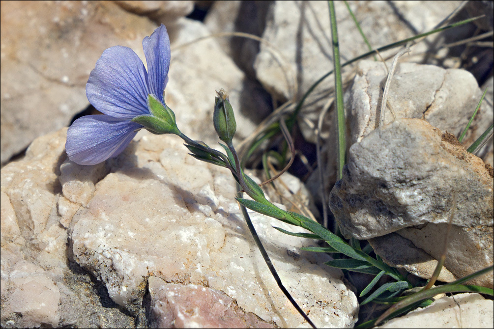 Image of <i>Linum tommasinii</i>