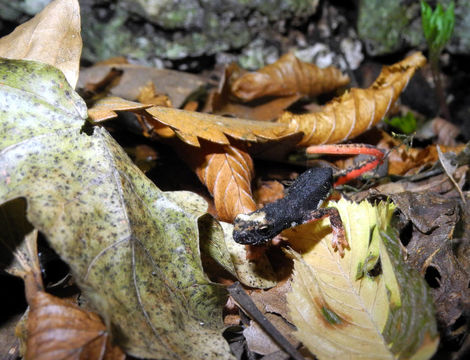 Image of Northern spectacled salamander