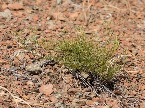 Image of serpentine goldenbush