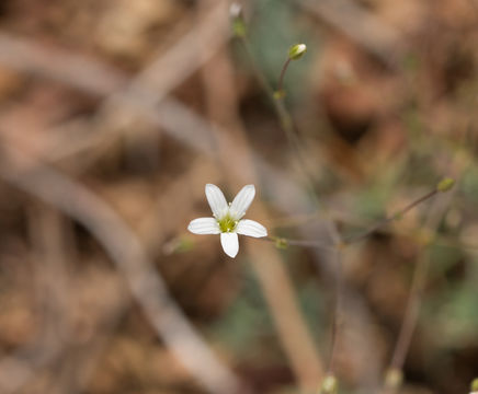 Image of <i>Minuartia rosei</i>