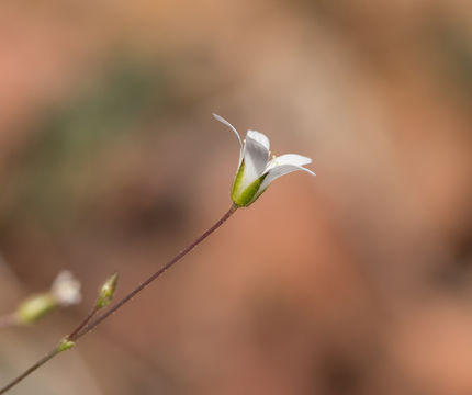 Image of <i>Minuartia rosei</i>