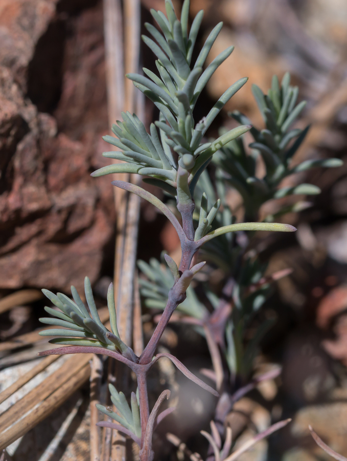 Image of <i>Minuartia rosei</i>