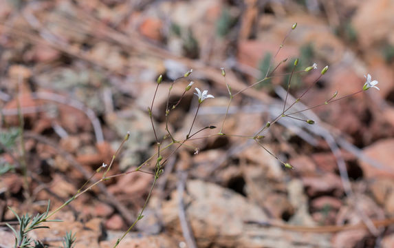 Image of <i>Minuartia rosei</i>