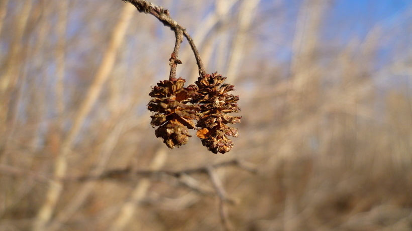 Image of thinleaf alder