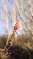 Alnus incana subsp. tenuifolia (Nutt.) Breitung的圖片