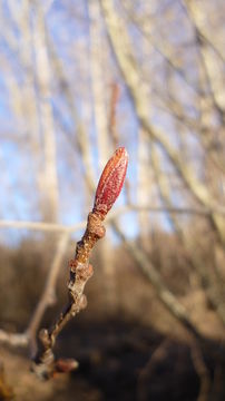 Image of thinleaf alder